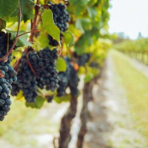 Experiencia en Bodega, alta Gastronomía & Atardecer en vela