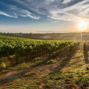 Brisas de Mañana & Sabores de los viñedos del Penedès